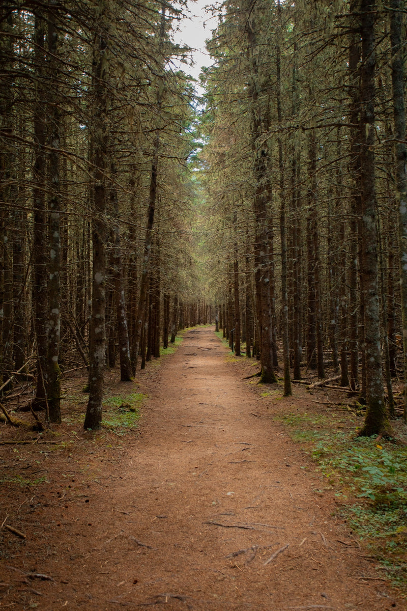 Parc du Bic, la forêt dorée — tirage photographique Luw Editions